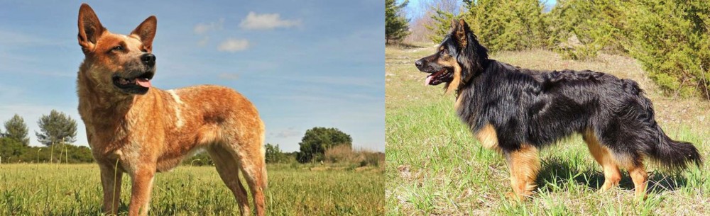 Bohemian Shepherd vs Australian Red Heeler - Breed Comparison