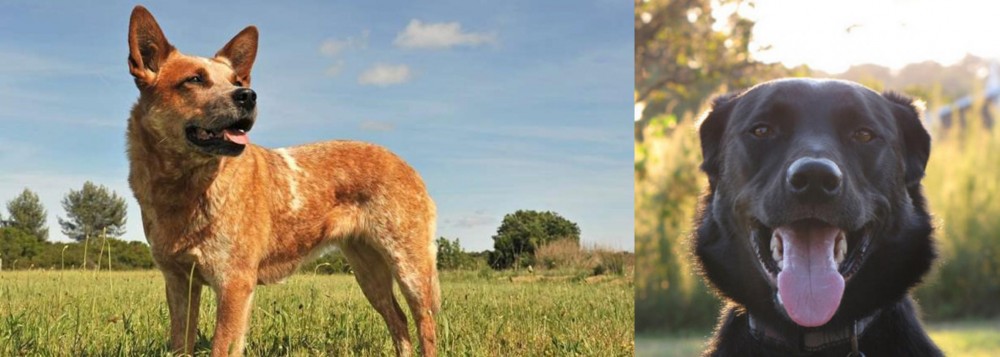 Borador vs Australian Red Heeler - Breed Comparison