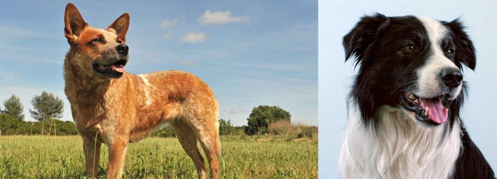 Border Collie vs Australian Red Heeler - Breed Comparison