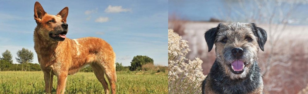 Border Terrier vs Australian Red Heeler - Breed Comparison