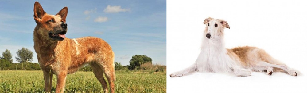 Borzoi vs Australian Red Heeler - Breed Comparison