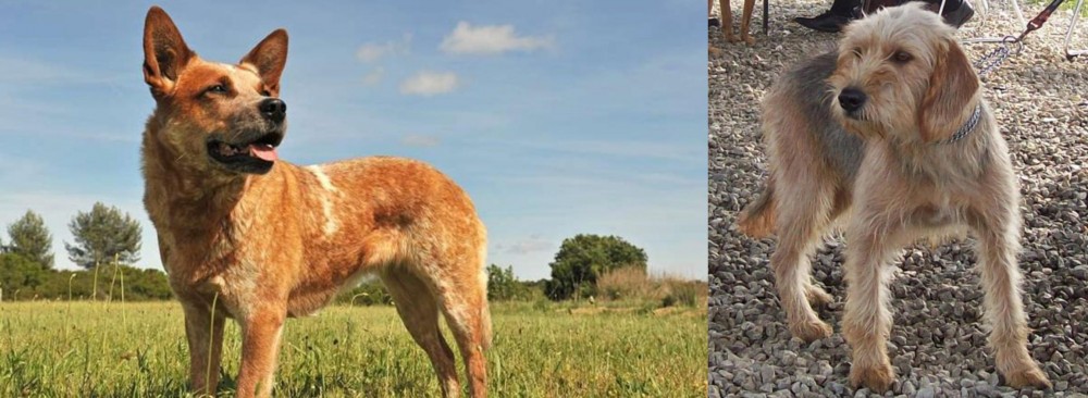 Bosnian Coarse-Haired Hound vs Australian Red Heeler - Breed Comparison