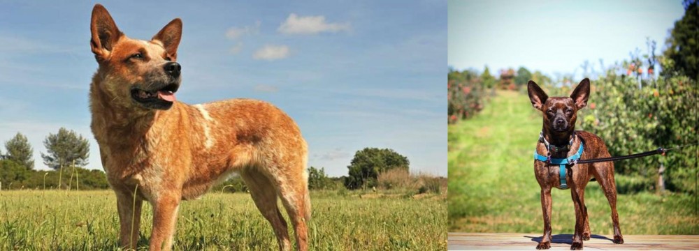 Bospin vs Australian Red Heeler - Breed Comparison