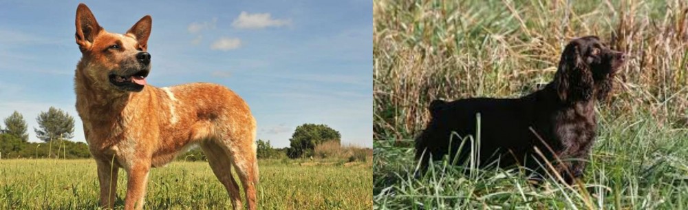 Boykin Spaniel vs Australian Red Heeler - Breed Comparison