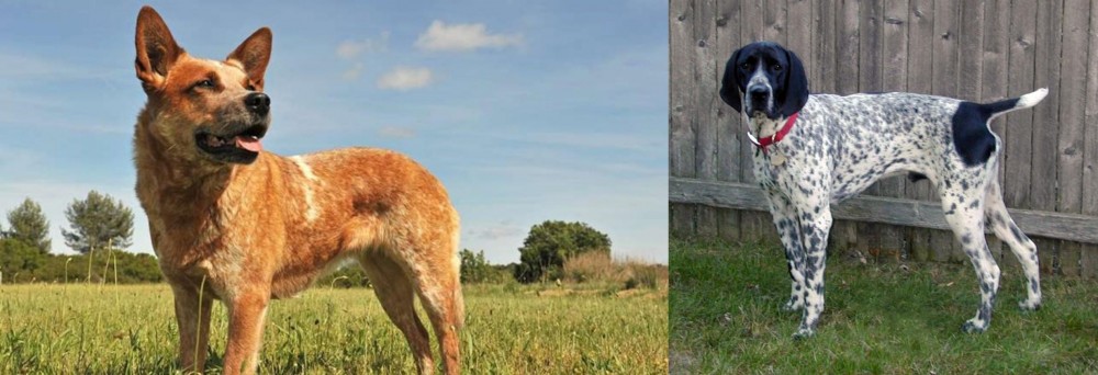 Braque d'Auvergne vs Australian Red Heeler - Breed Comparison