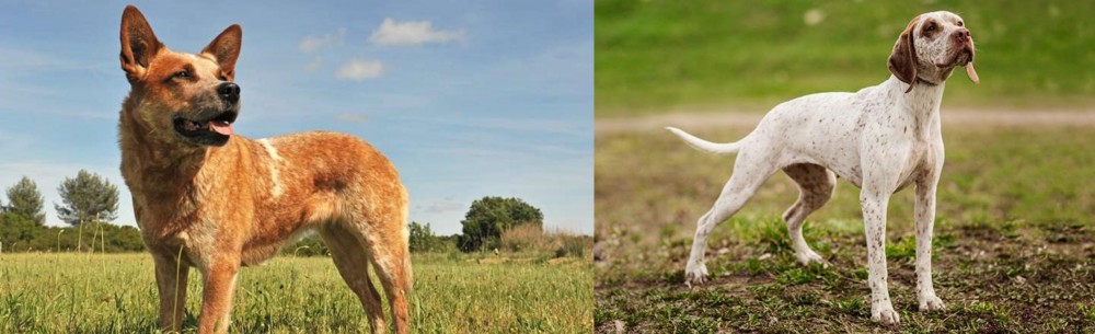 Braque du Bourbonnais vs Australian Red Heeler - Breed Comparison