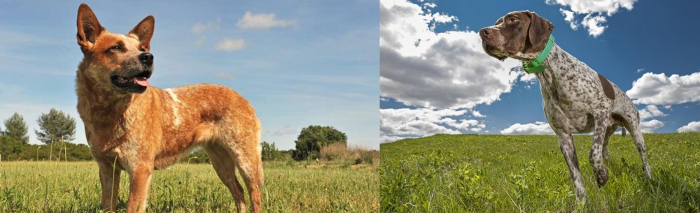 Braque Francais (Pyrenean Type) vs Australian Red Heeler - Breed Comparison