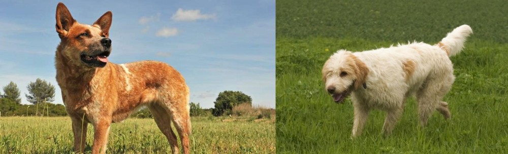 Briquet Griffon Vendeen vs Australian Red Heeler - Breed Comparison