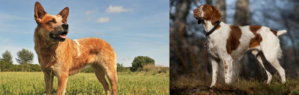 Brittany vs Australian Red Heeler - Breed Comparison