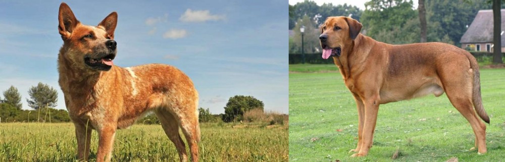 Broholmer vs Australian Red Heeler - Breed Comparison