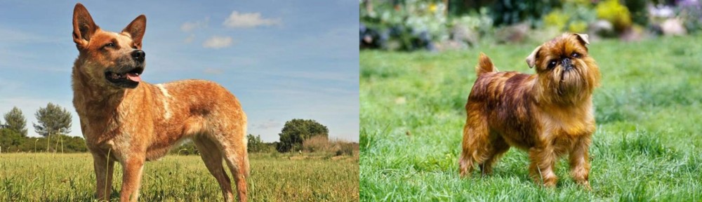 Brussels Griffon vs Australian Red Heeler - Breed Comparison