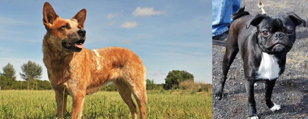 Bugg vs Australian Red Heeler - Breed Comparison