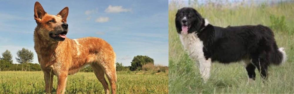 Bulgarian Shepherd vs Australian Red Heeler - Breed Comparison