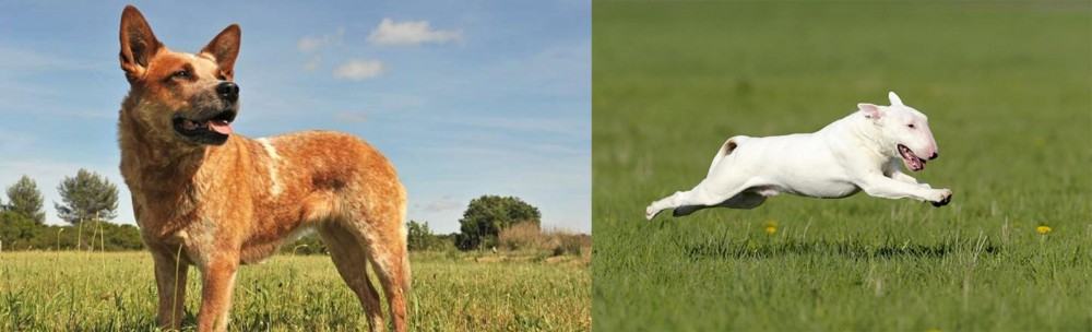 Bull Terrier vs Australian Red Heeler - Breed Comparison