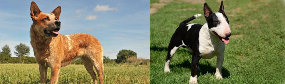 Bull Terrier Miniature vs Australian Red Heeler - Breed Comparison