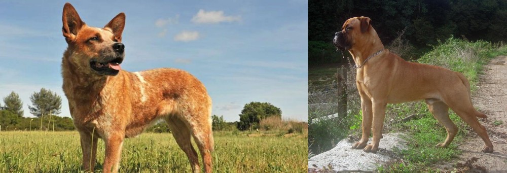 Bullmastiff vs Australian Red Heeler - Breed Comparison