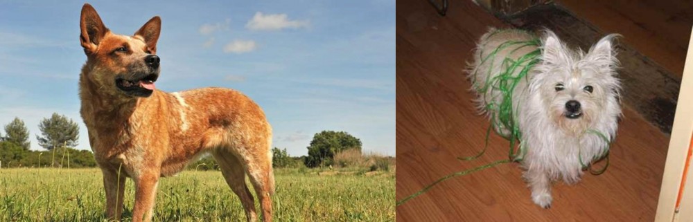 Cairland Terrier vs Australian Red Heeler - Breed Comparison