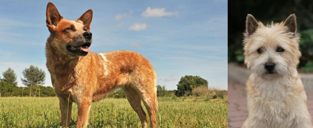 Cairn Terrier vs Australian Red Heeler - Breed Comparison