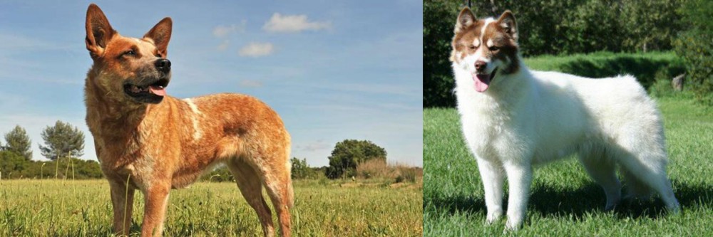 Canadian Eskimo Dog vs Australian Red Heeler - Breed Comparison