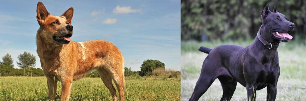 Canis Panther vs Australian Red Heeler - Breed Comparison