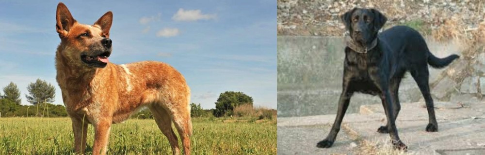 Cao de Castro Laboreiro vs Australian Red Heeler - Breed Comparison