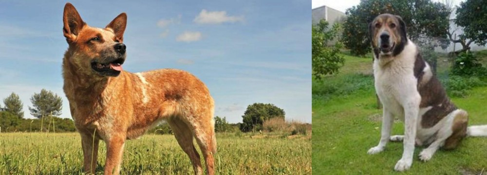Cao de Gado Transmontano vs Australian Red Heeler - Breed Comparison