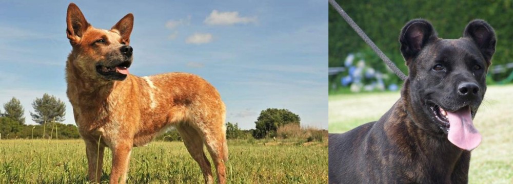 Cao Fila de Sao Miguel vs Australian Red Heeler - Breed Comparison