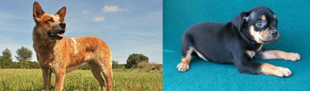 Carlin Pinscher vs Australian Red Heeler - Breed Comparison