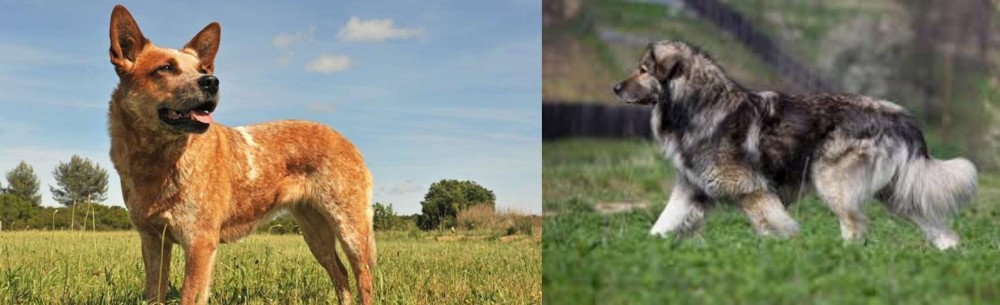 Carpatin vs Australian Red Heeler - Breed Comparison