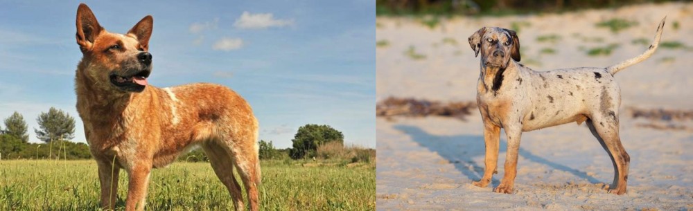 Catahoula Cur vs Australian Red Heeler - Breed Comparison
