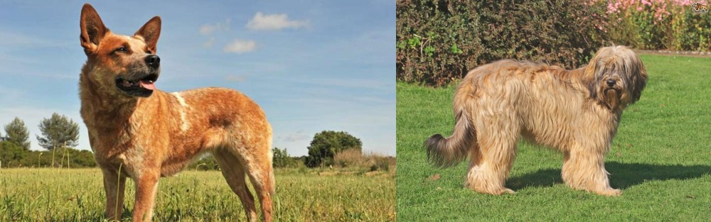 Catalan Sheepdog vs Australian Red Heeler - Breed Comparison