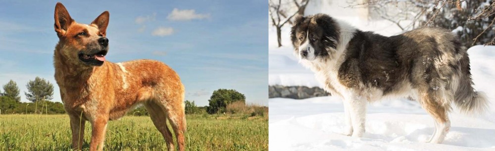 Caucasian Shepherd vs Australian Red Heeler - Breed Comparison