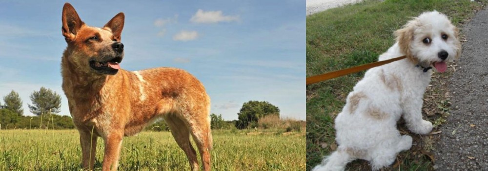 Cavachon vs Australian Red Heeler - Breed Comparison