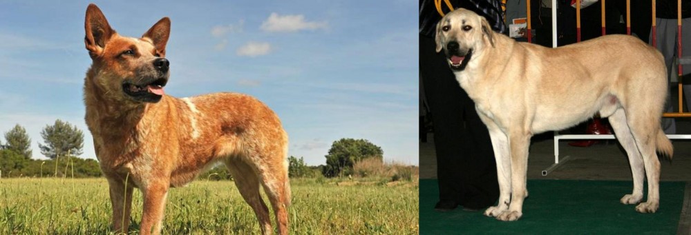 Central Anatolian Shepherd vs Australian Red Heeler - Breed Comparison