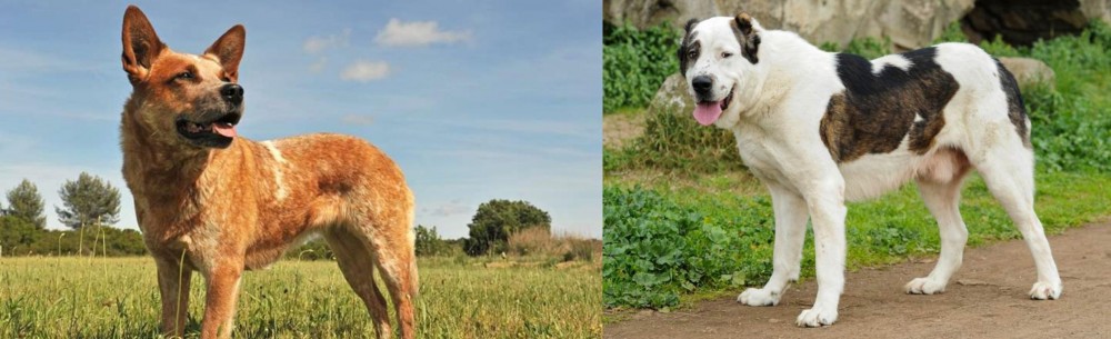 Central Asian Shepherd vs Australian Red Heeler - Breed Comparison