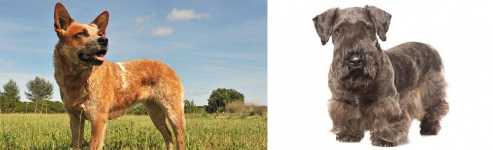 Cesky Terrier vs Australian Red Heeler - Breed Comparison