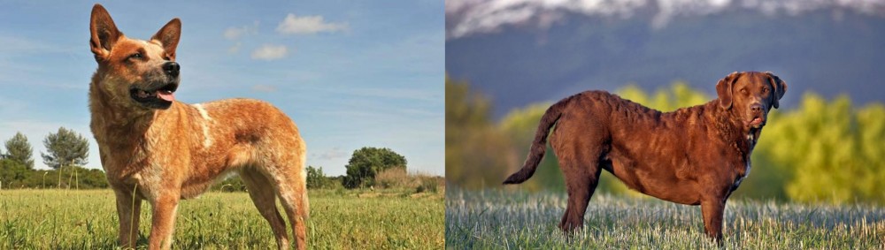 Chesapeake Bay Retriever vs Australian Red Heeler - Breed Comparison