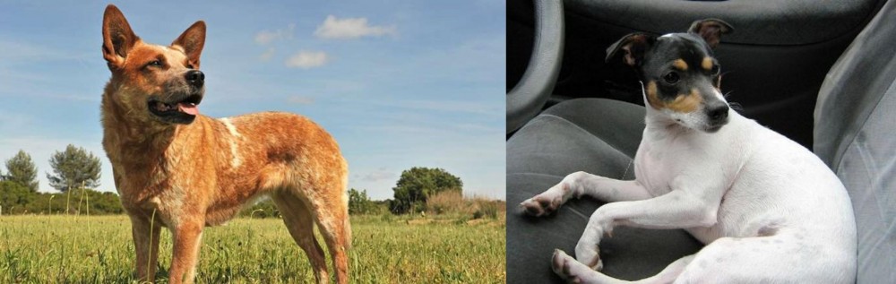 Chilean Fox Terrier vs Australian Red Heeler - Breed Comparison