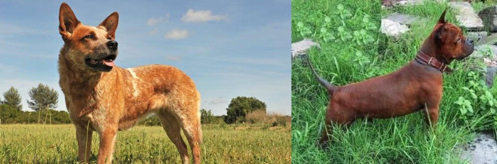 Chinese Chongqing Dog vs Australian Red Heeler - Breed Comparison