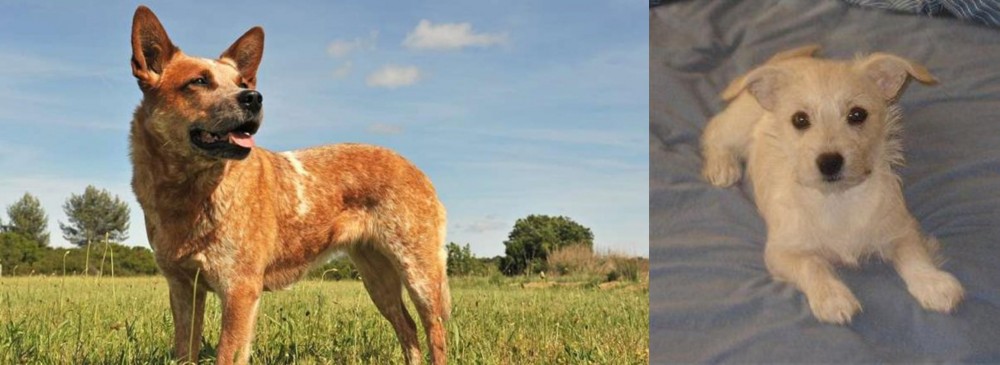 Chipoo vs Australian Red Heeler - Breed Comparison