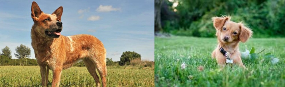 Chiweenie vs Australian Red Heeler - Breed Comparison