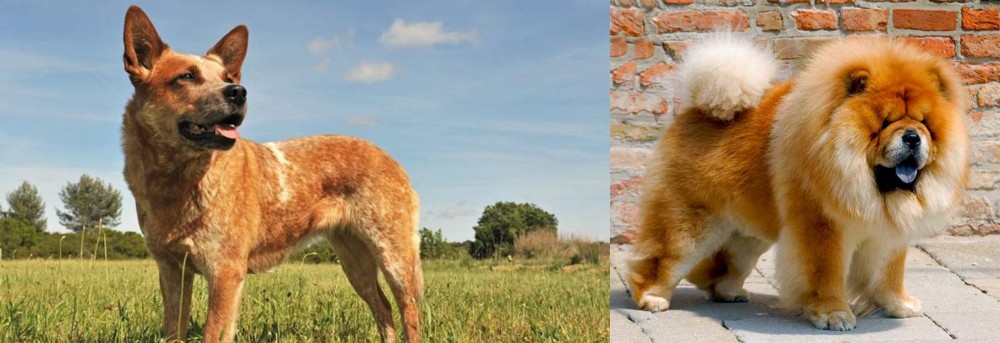 Chow Chow vs Australian Red Heeler - Breed Comparison
