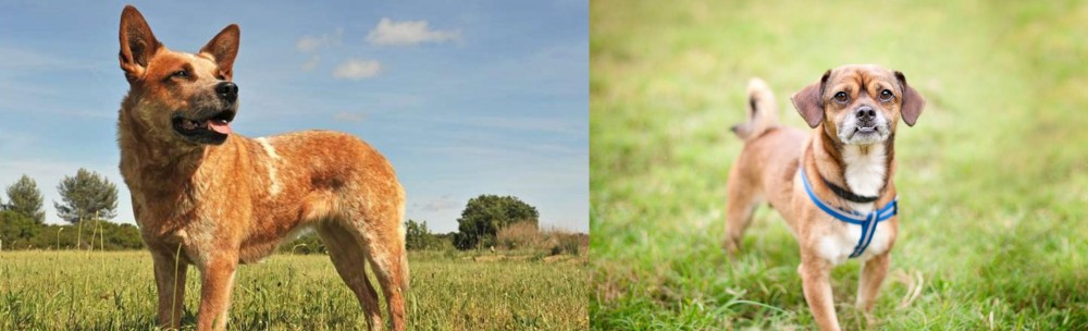 Chug vs Australian Red Heeler - Breed Comparison