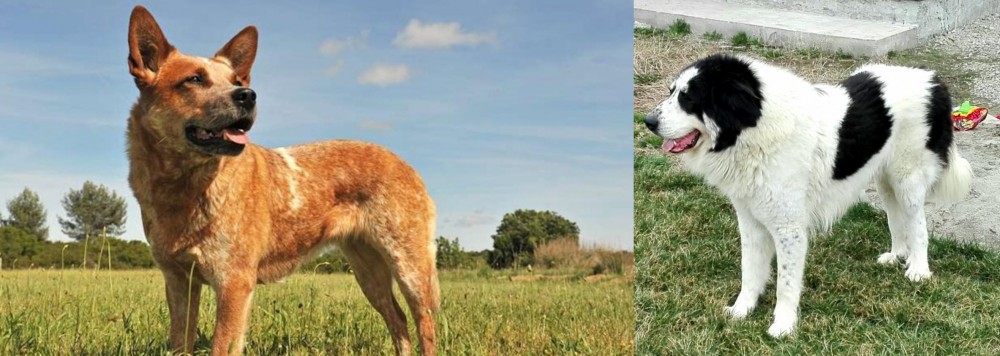 Ciobanesc de Bucovina vs Australian Red Heeler - Breed Comparison