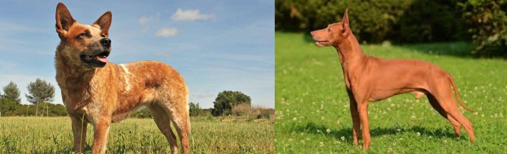 Cirneco dell'Etna vs Australian Red Heeler - Breed Comparison