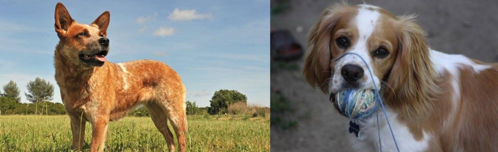 Cockalier vs Australian Red Heeler - Breed Comparison