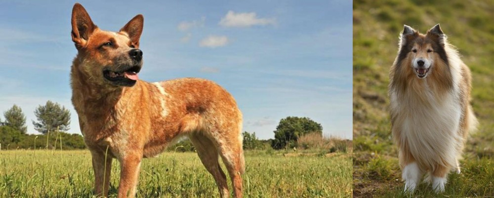 Collie vs Australian Red Heeler - Breed Comparison