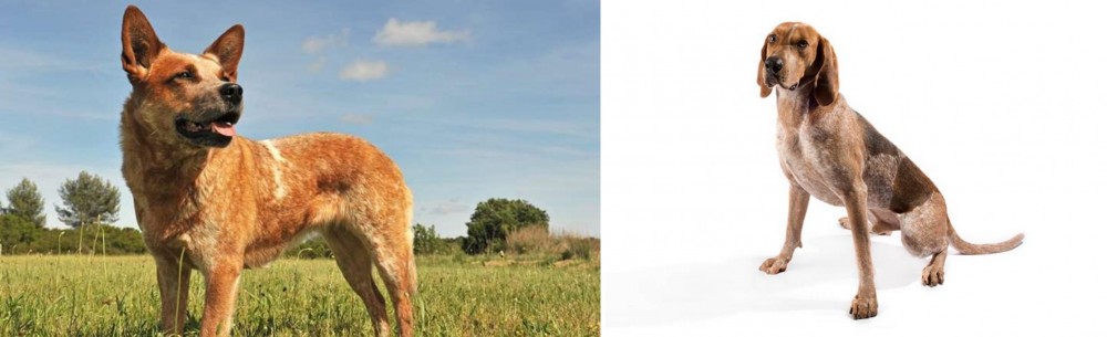 Coonhound vs Australian Red Heeler - Breed Comparison