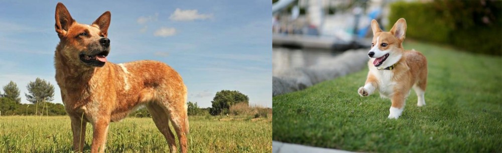 Corgi vs Australian Red Heeler - Breed Comparison