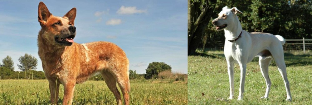 Cretan Hound vs Australian Red Heeler - Breed Comparison